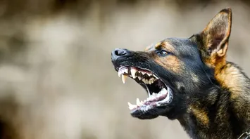 What does a mad dog mean in a dream?