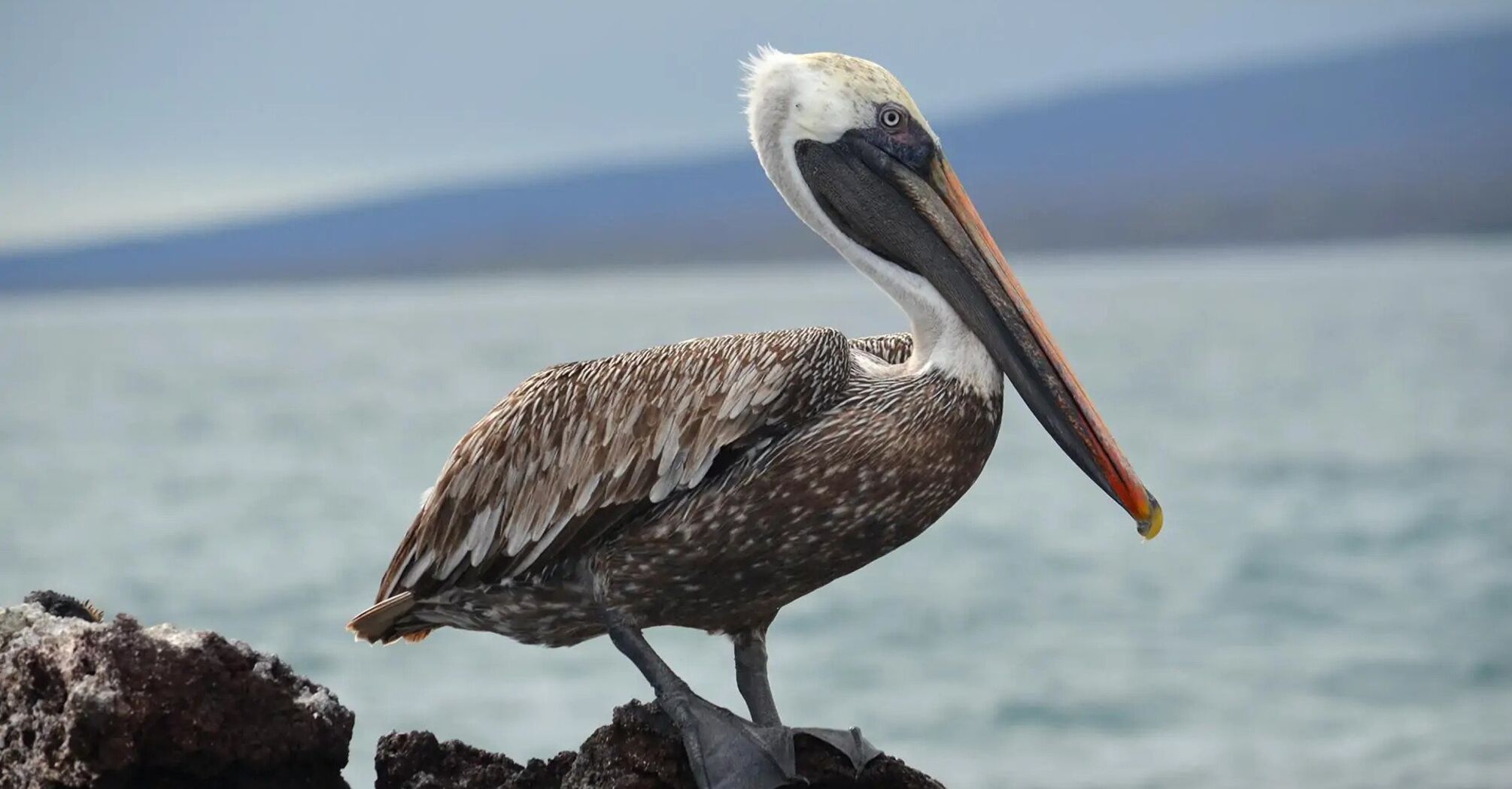 8 Spiritual Meanings of a Pelican Crossing Your Path