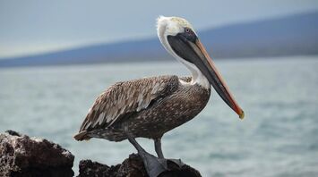 8 Spiritual Meanings of a Pelican Crossing Your Path