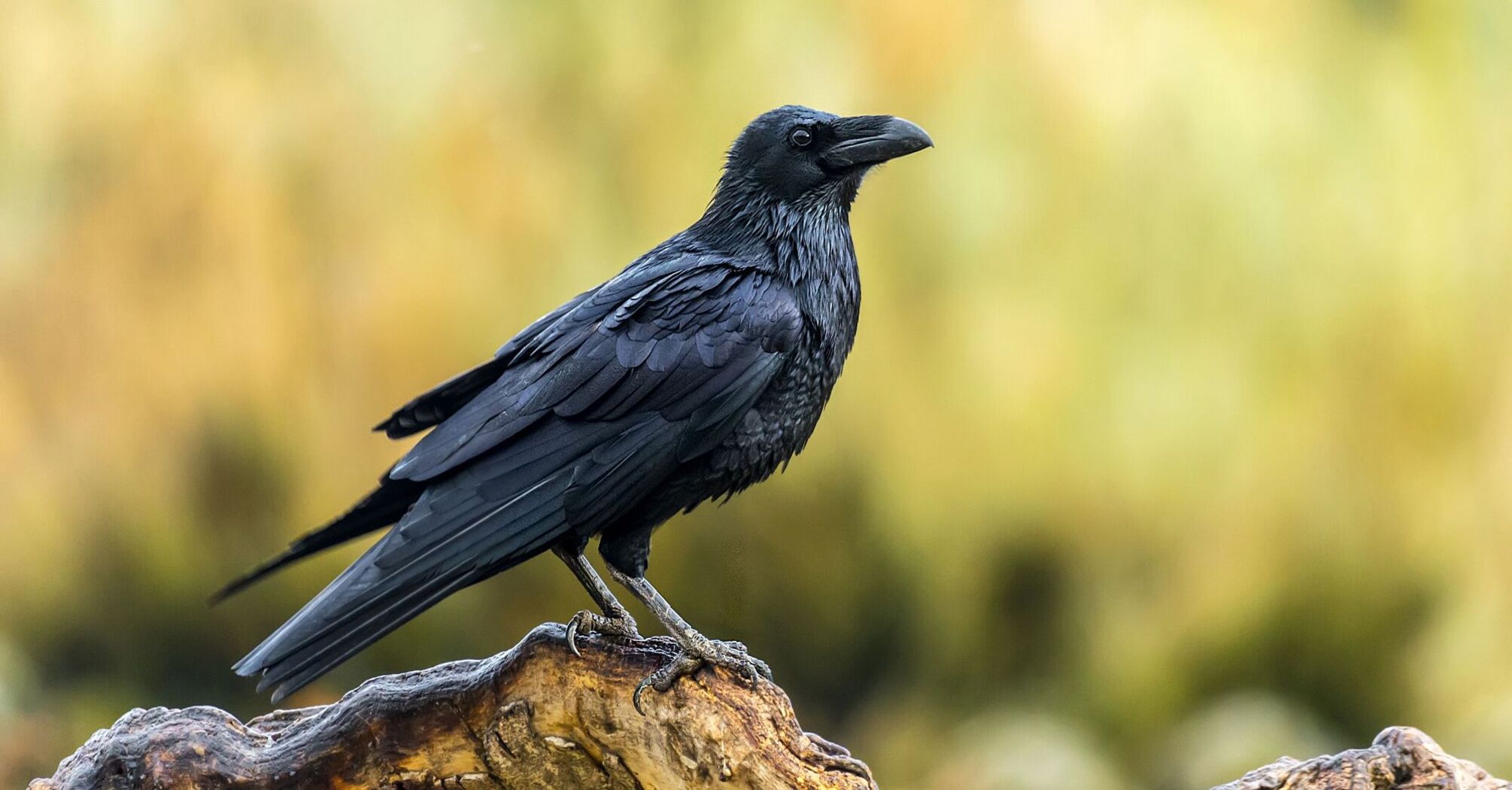 Raven Spirit Animal: What Does a Raven Symbolize?