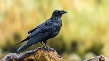 Raven Spirit Animal: What Does a Raven Symbolize?