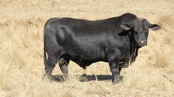 Bull Spirit Animal: Meaning and Symbolism