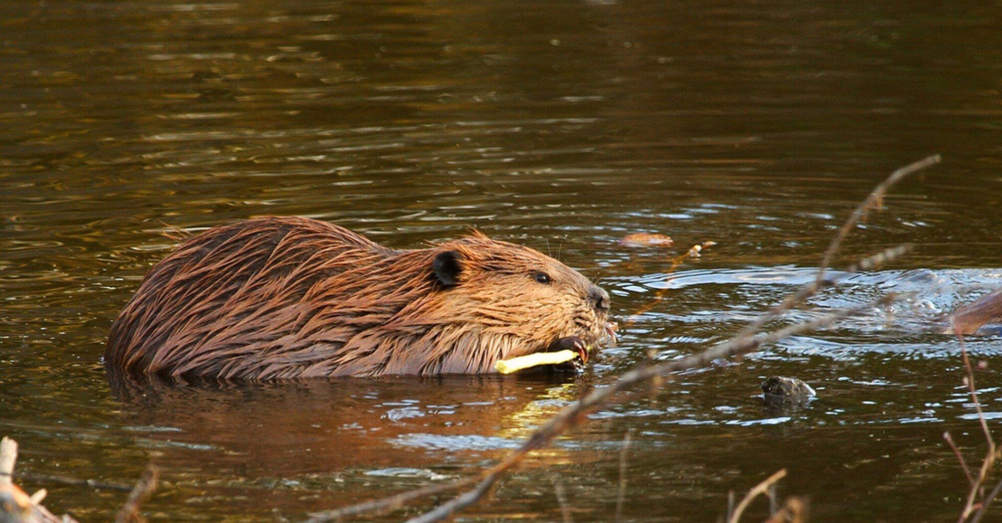 Beaver Spirit Animal: What Does a Beaver Symbolize?