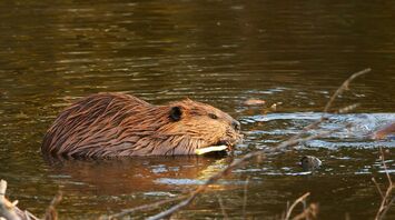Beaver Spirit Animal: What Does a Beaver Symbolize?