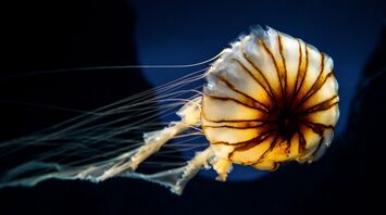 Jellyfish Totem Animal: Spiritual Meanings and Significance