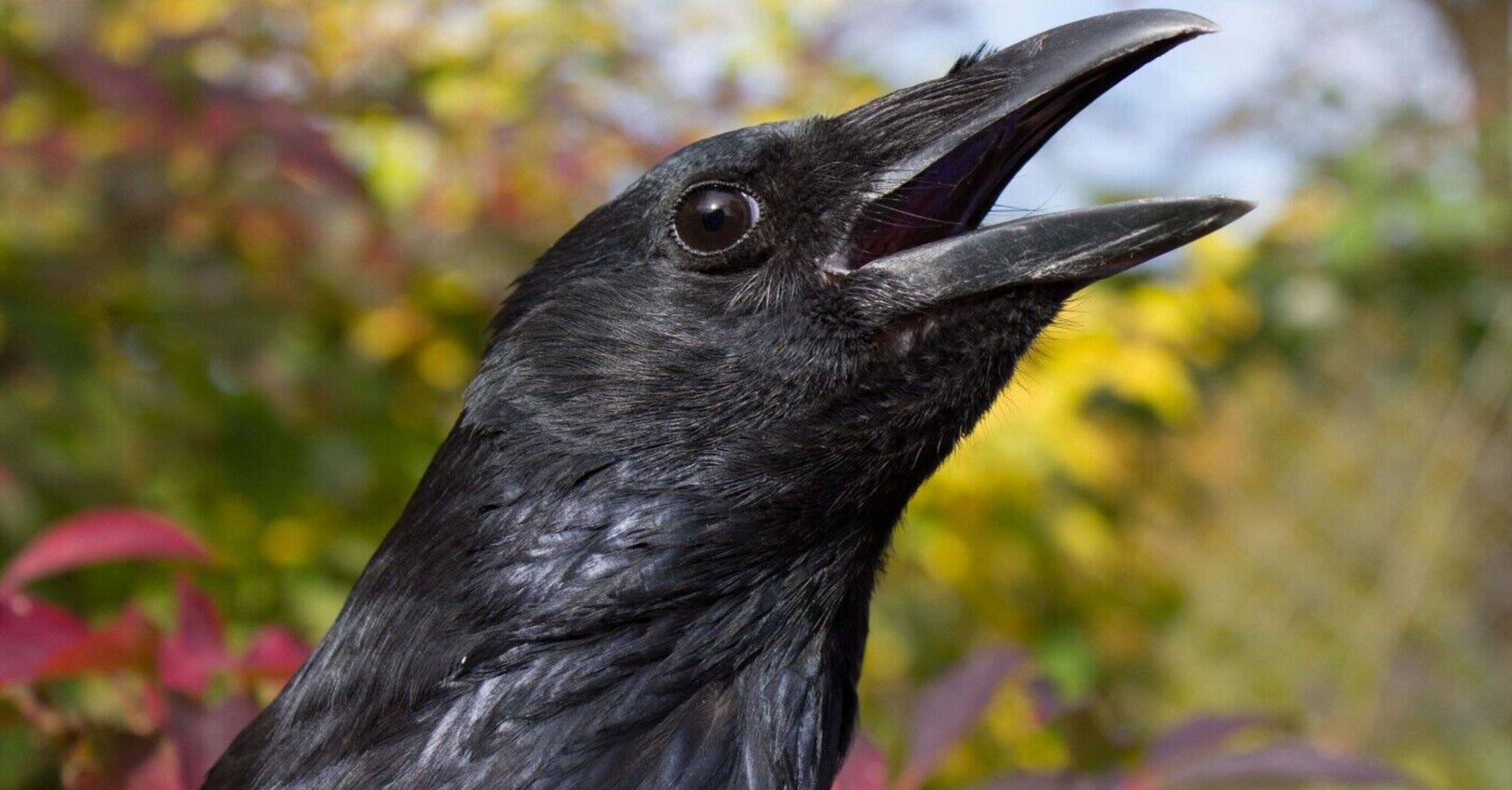 Spirit Animal Crow: What the Powerful Totem Symbolizes