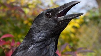 Spirit Animal Crow: What the Powerful Totem Symbolizes