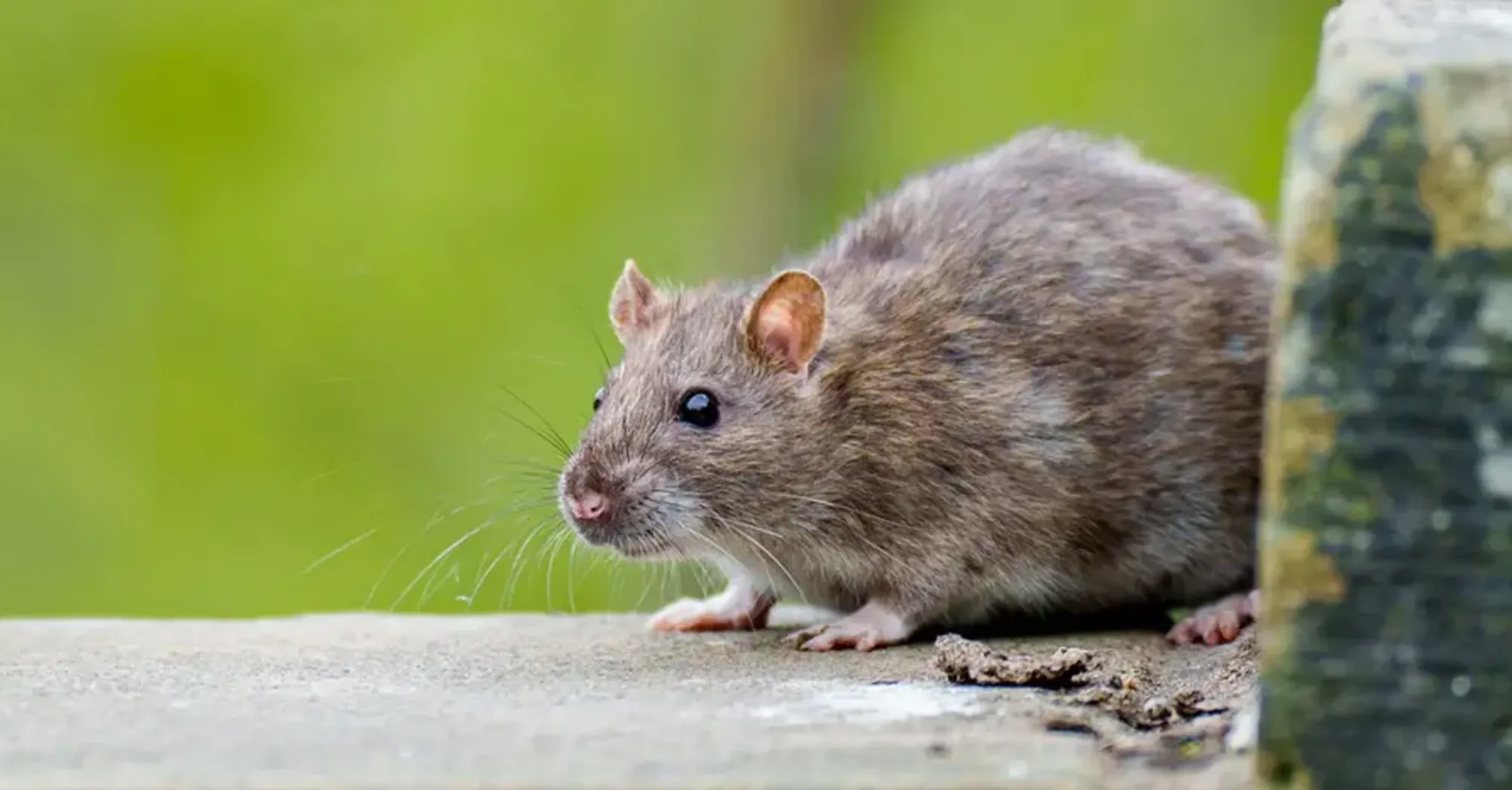 Rat Spirit Animal: What Does a Rat Symbolize?