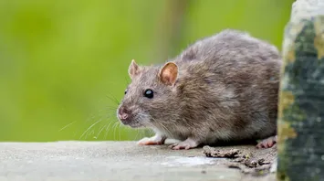 Rat Spirit Animal: What Does a Rat Symbolize?
