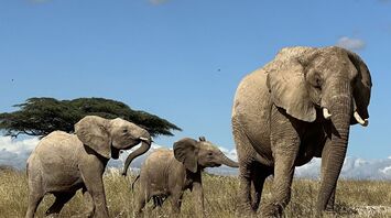 18 Spiritual Meanings of Elephant