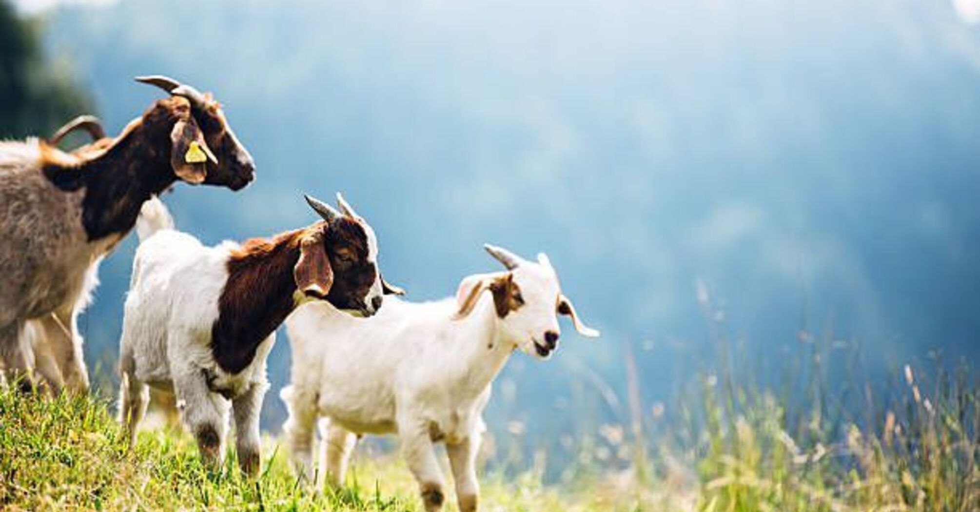 Goat Dream Meanings and Spiritual Significance