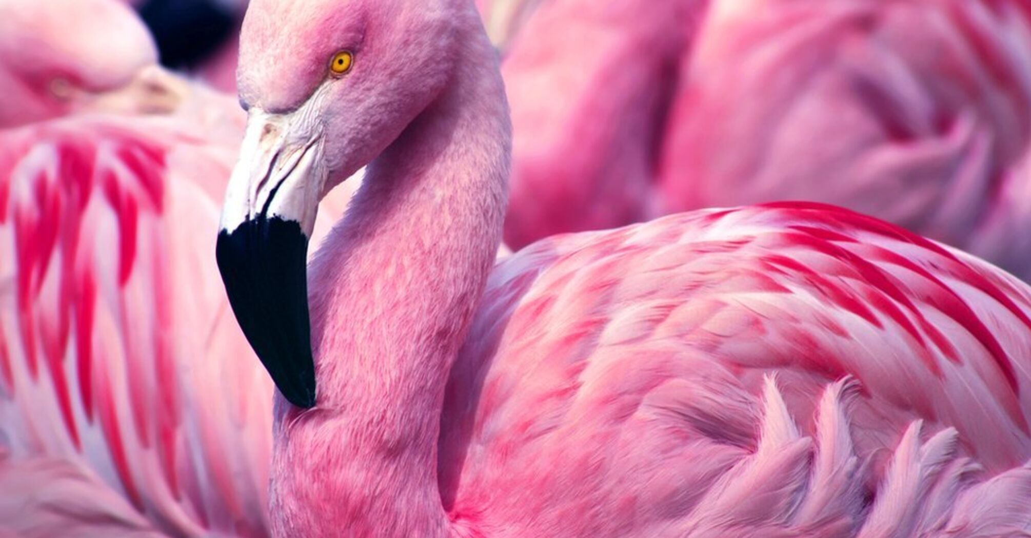 Flamingo Spirit Animal: Discover the Hidden Power of Grace