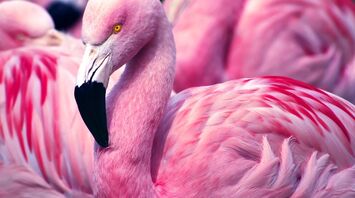 Flamingo Spirit Animal: Discover the Hidden Power of Grace
