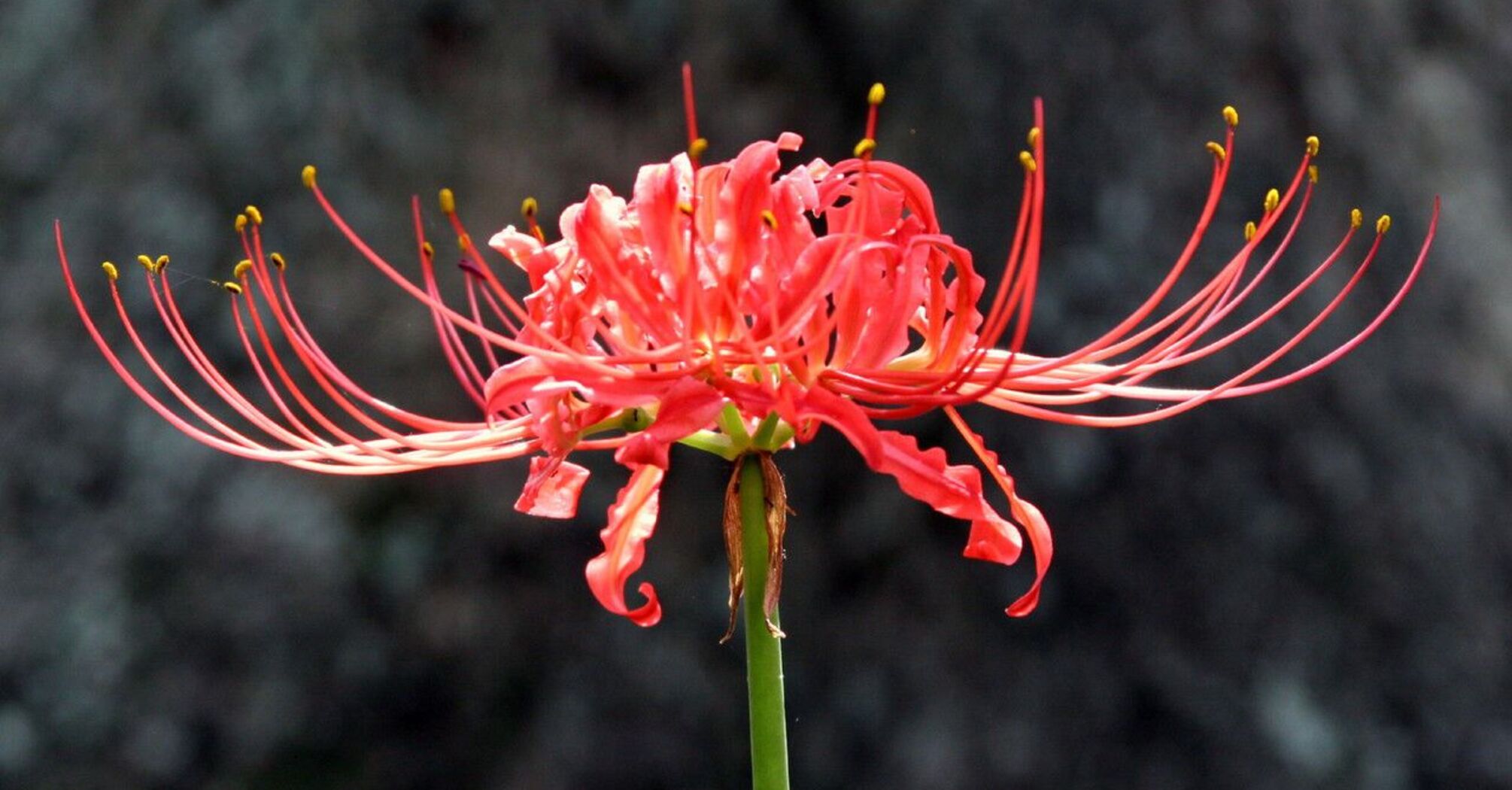 A Guide to the Symbolism & Spiritual Lore of Red Spider Lilies