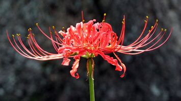 A Guide to the Symbolism & Spiritual Lore of Red Spider Lilies