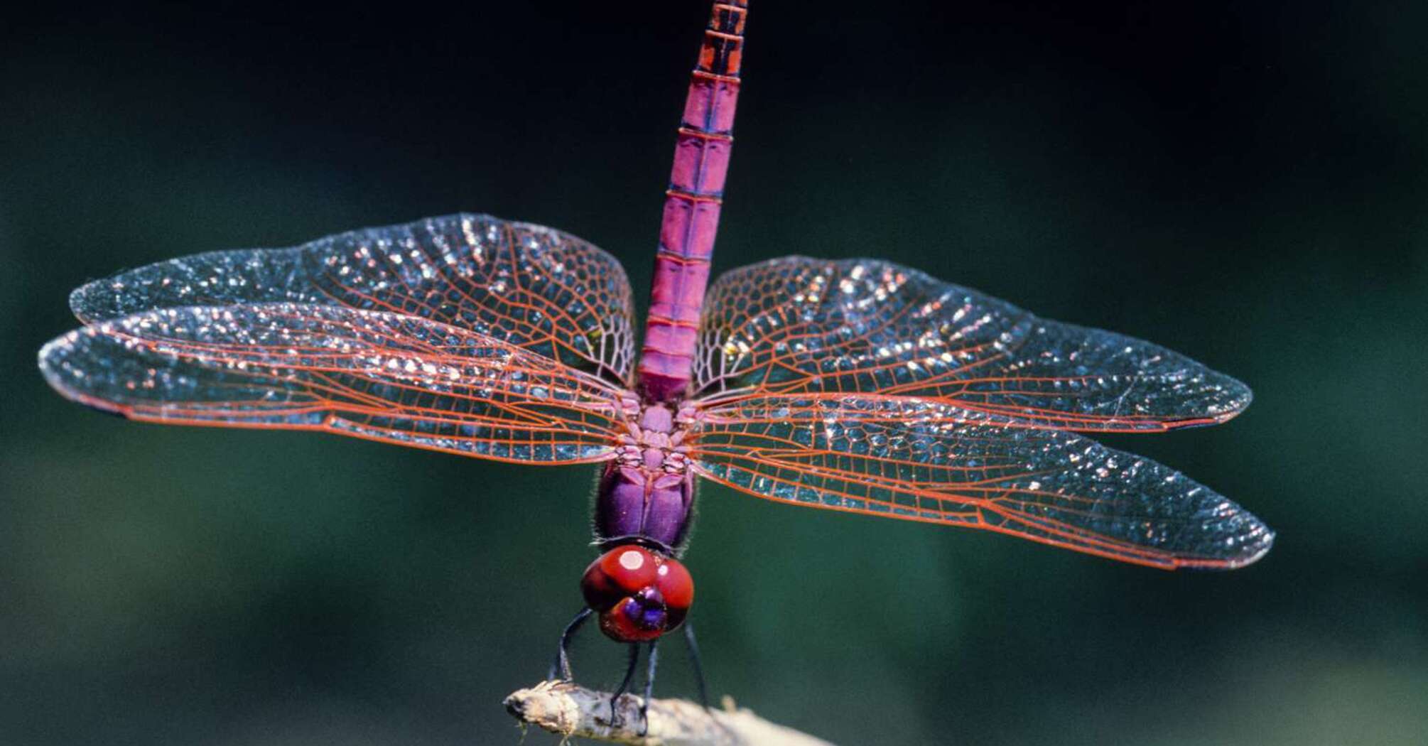 What Dragonfly Symbolizes as Spirit Animal: Bright and Swift