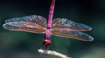 What Dragonfly Symbolizes as Spirit Animal: Bright and Swift