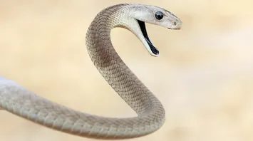 16 Spiritual Meanings of a Snake in Dream