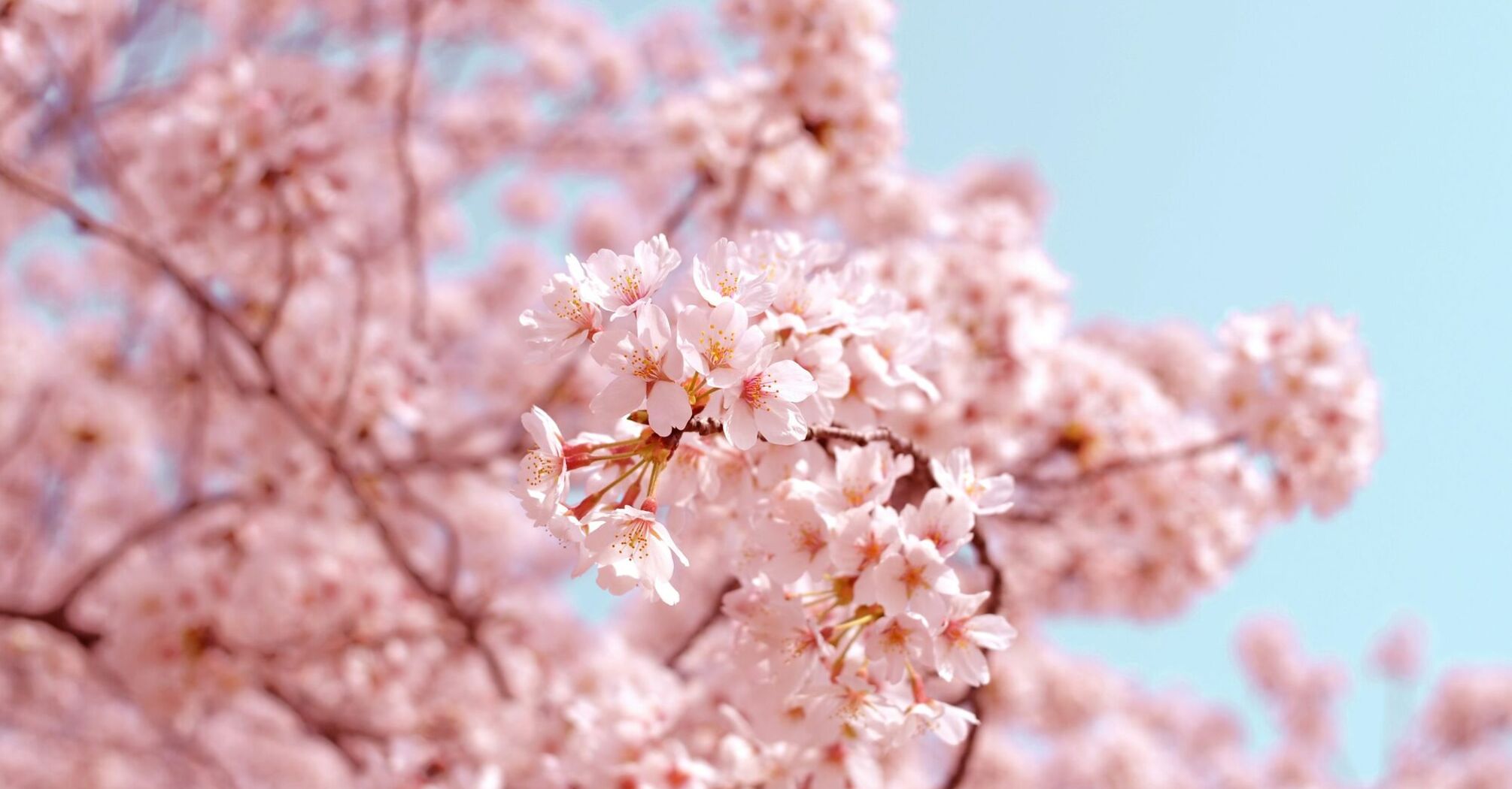 10 Spiritual Meanings of Cherry Blossom