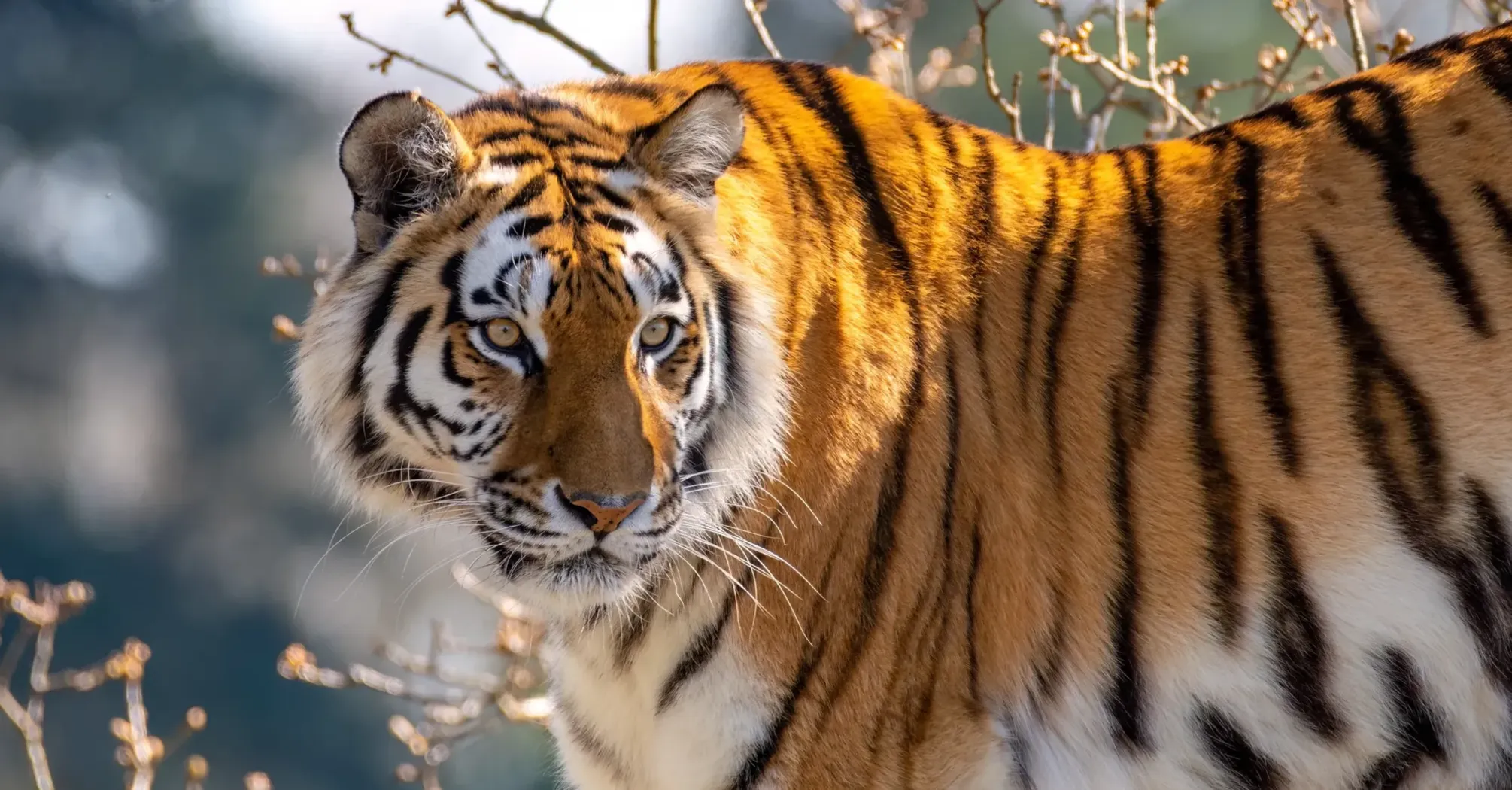 19 Spiritual Meanings of Tiger