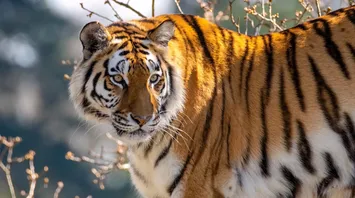19 Spiritual Meanings of Tiger
