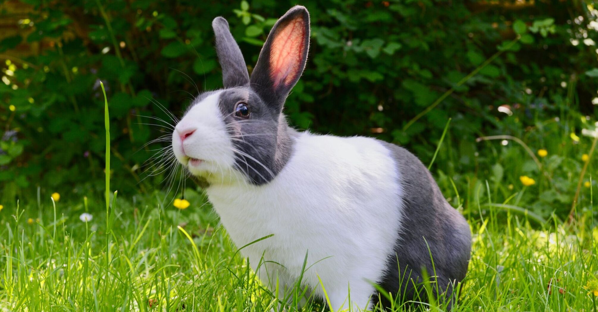 15 Spiritual Meanings of Rabbit