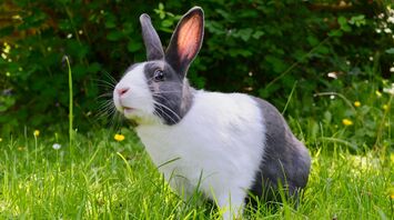 15 Spiritual Meanings of Rabbit