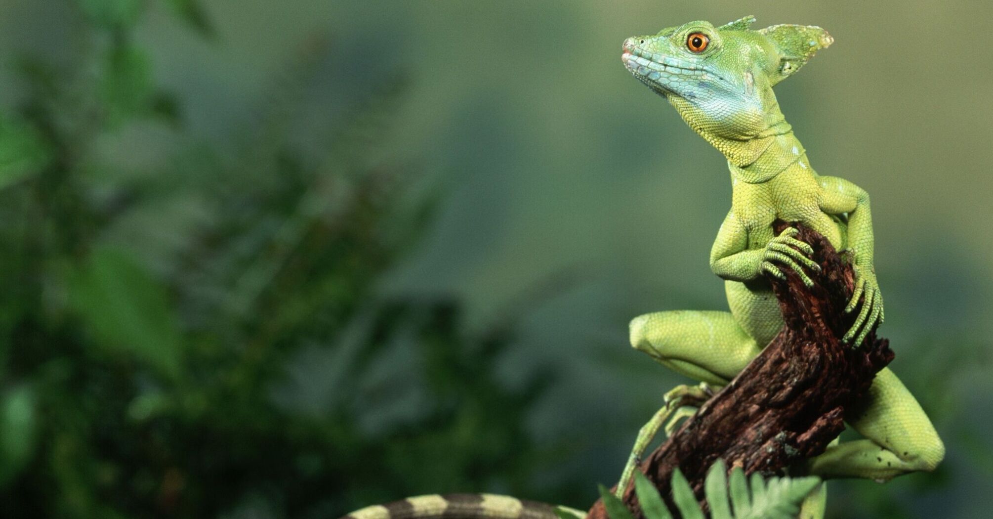 Lizard Spirit Animal: Symbolism and Spiritual Meanings