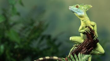 Lizard Spirit Animal: Symbolism and Spiritual Meanings