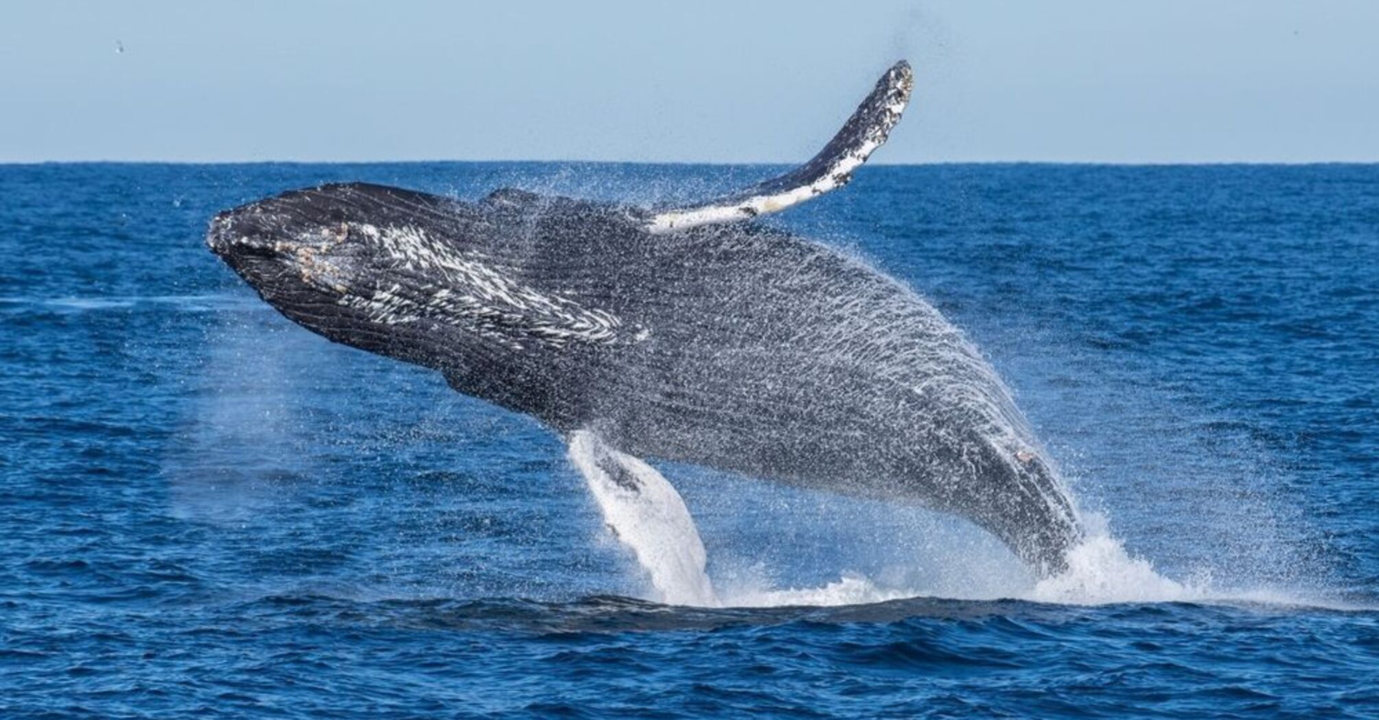 Whale Spirit Animal: What Does a Whale Symbolize?