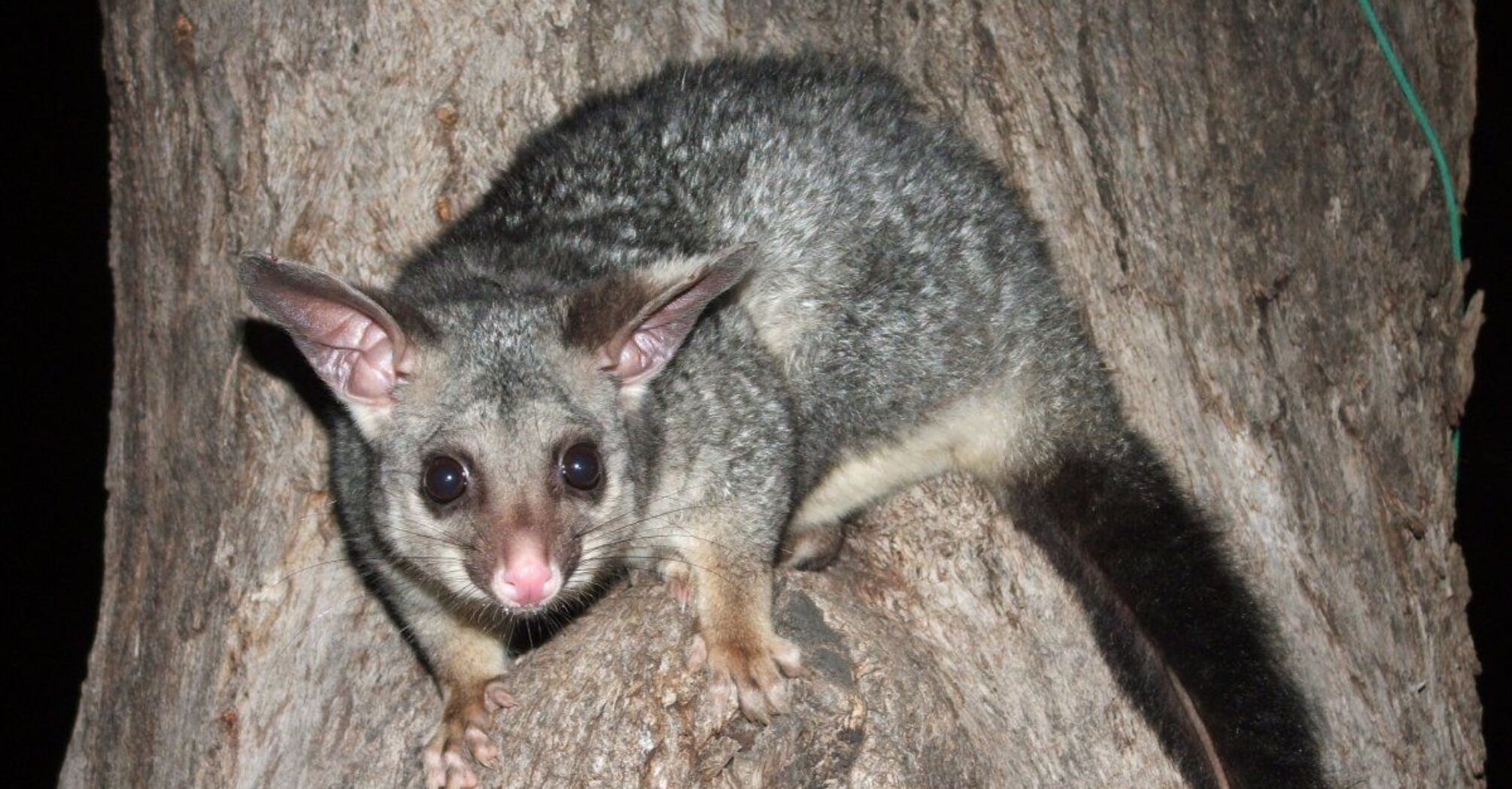 Possum Spirit Animal: What Does a Possum Symbolize?