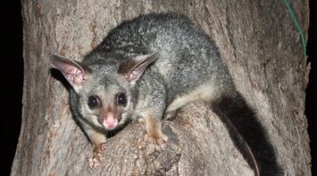 Possum Spirit Animal: What Does a Possum Symbolize?