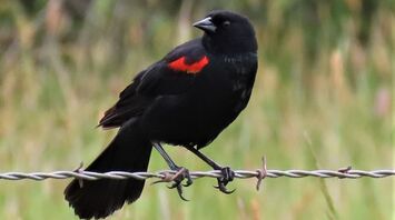 Red Winged Blackbird Spirit Animal: What Does a Red Winged Blackbird Symbolize?