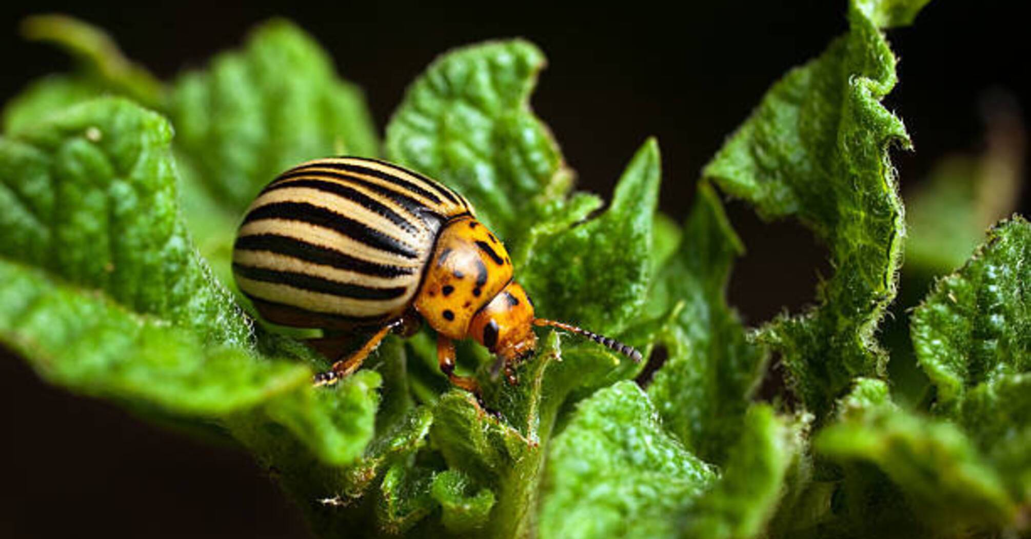 Dreams About Bugs: What Do They Symbolize  