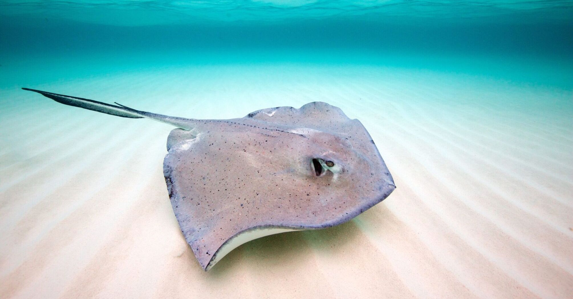 Stingray Spirit Animal: What Does a Stingray Symbolize?