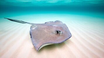 Stingray Spirit Animal: What Does a Stingray Symbolize?