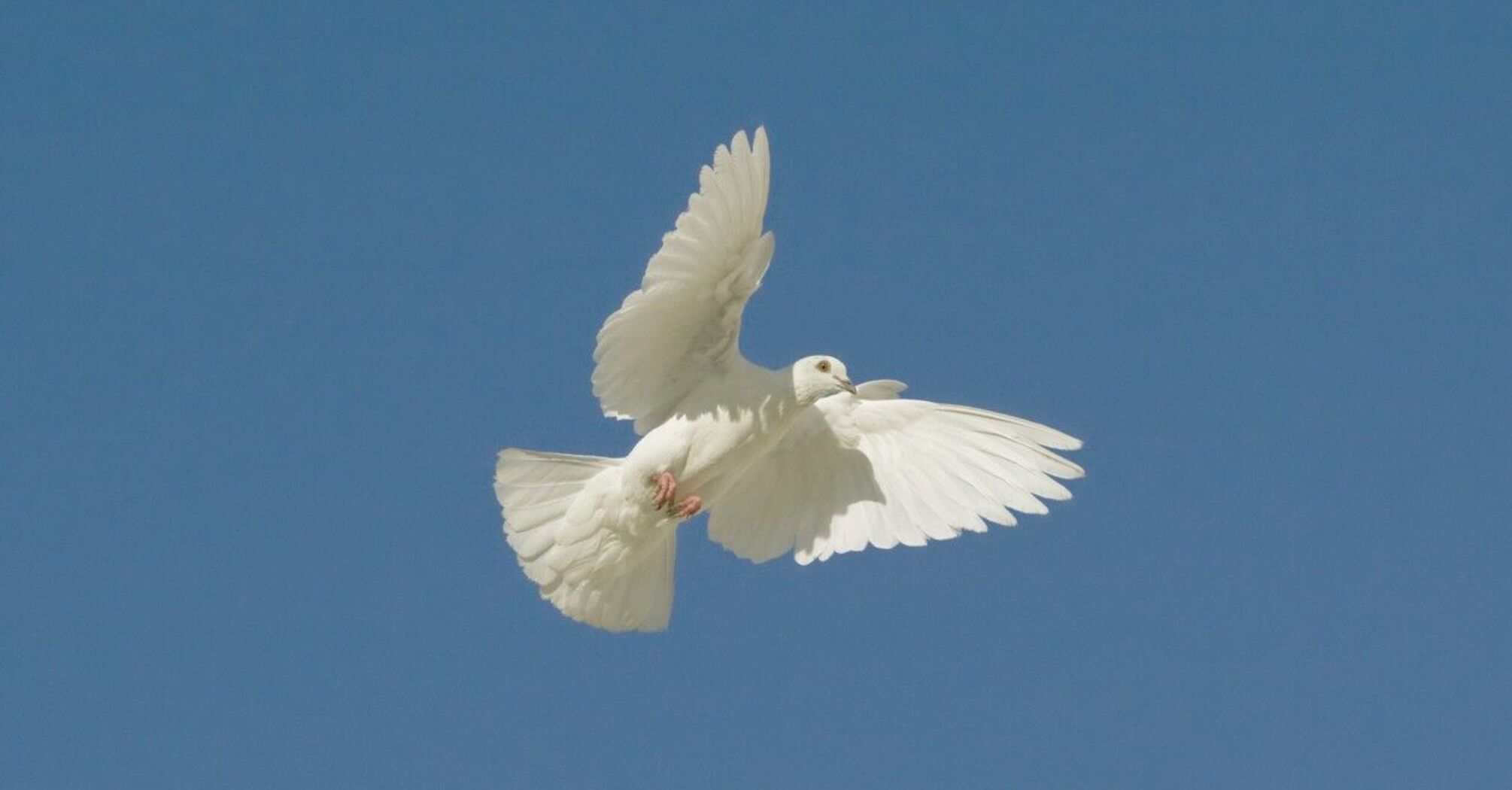 10 Spiritual Meanings of Seeing a White Pigeon