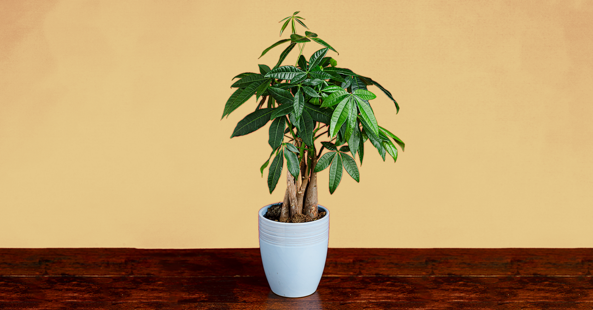 Can you throw away a money tree?