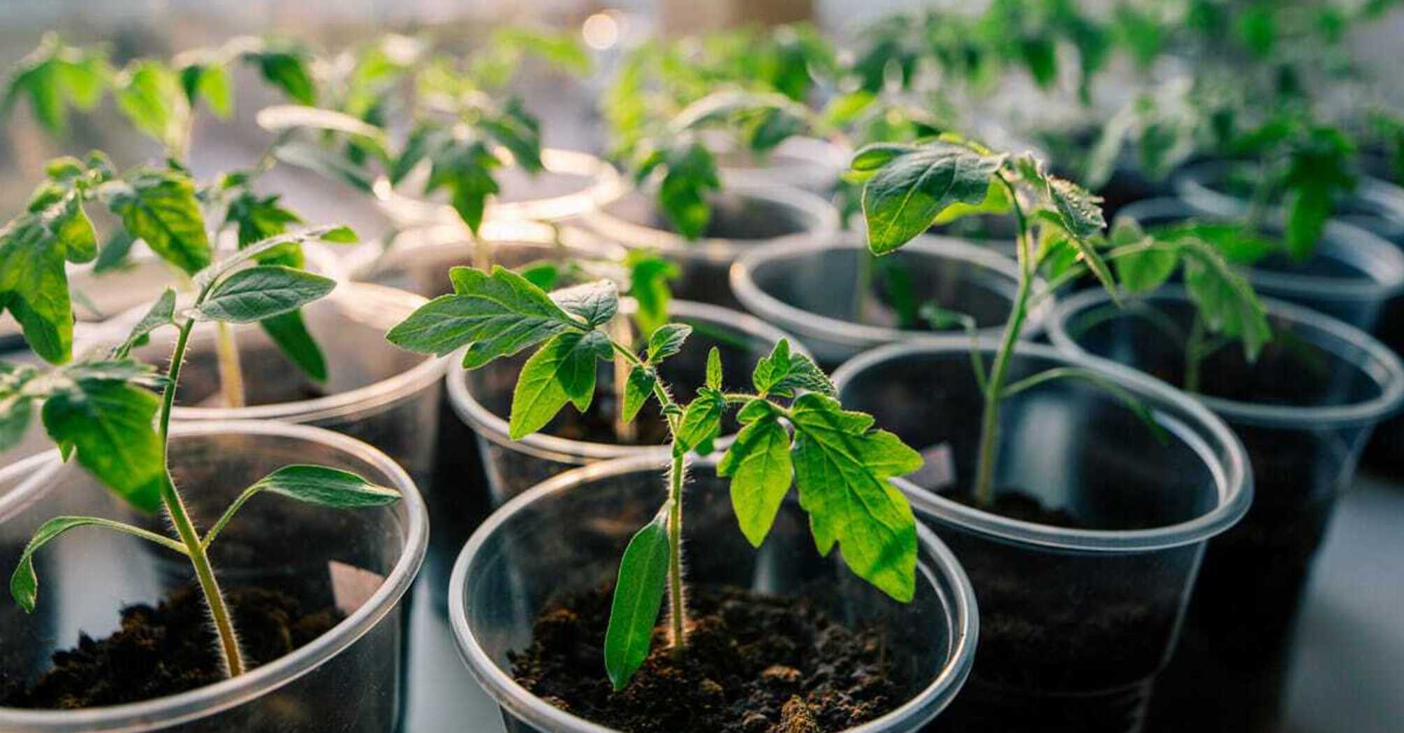 How to grow healthy tomato seedlings
