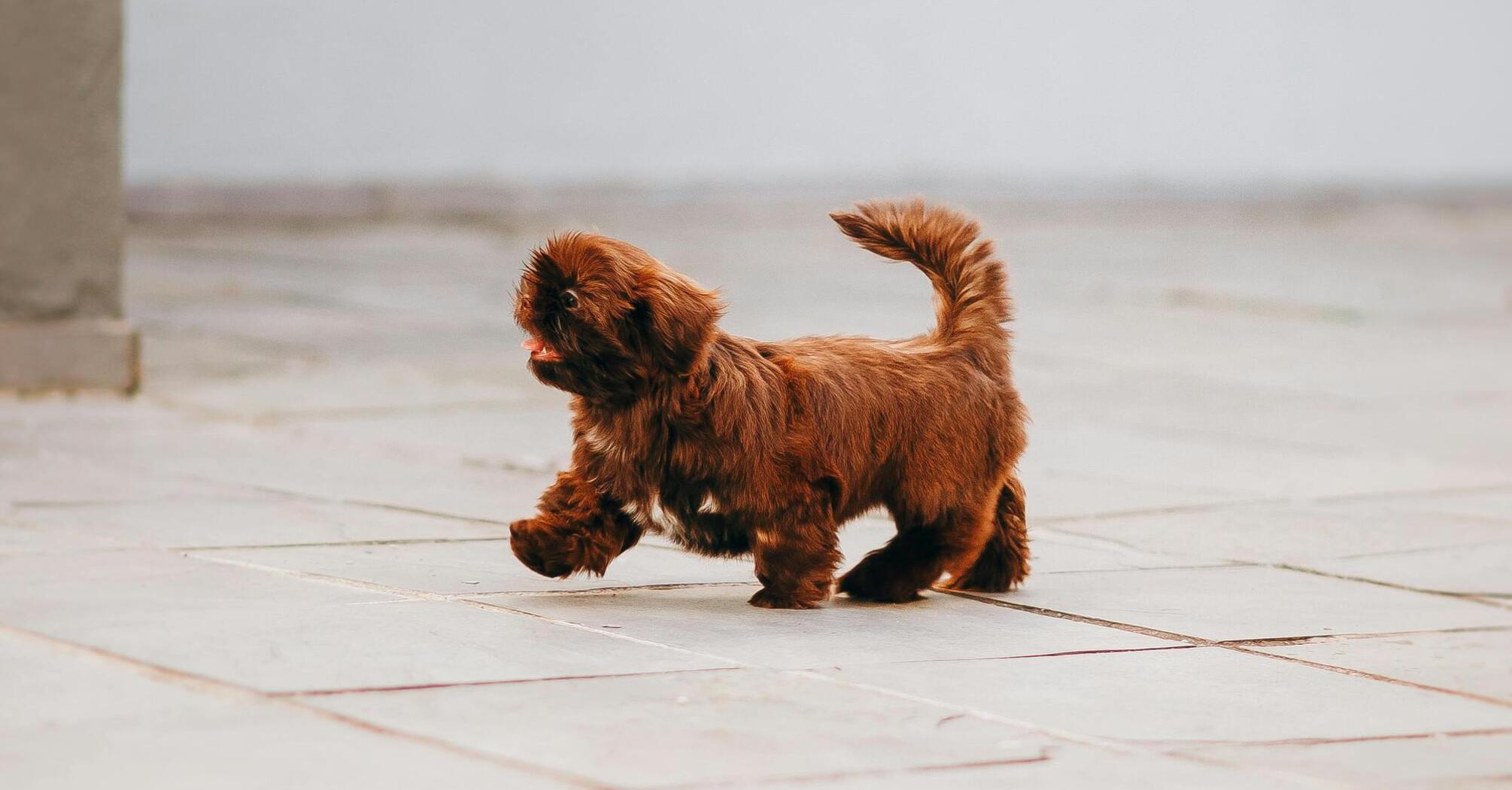 Why a dog chases its tail: this behavior can be associated with health problems