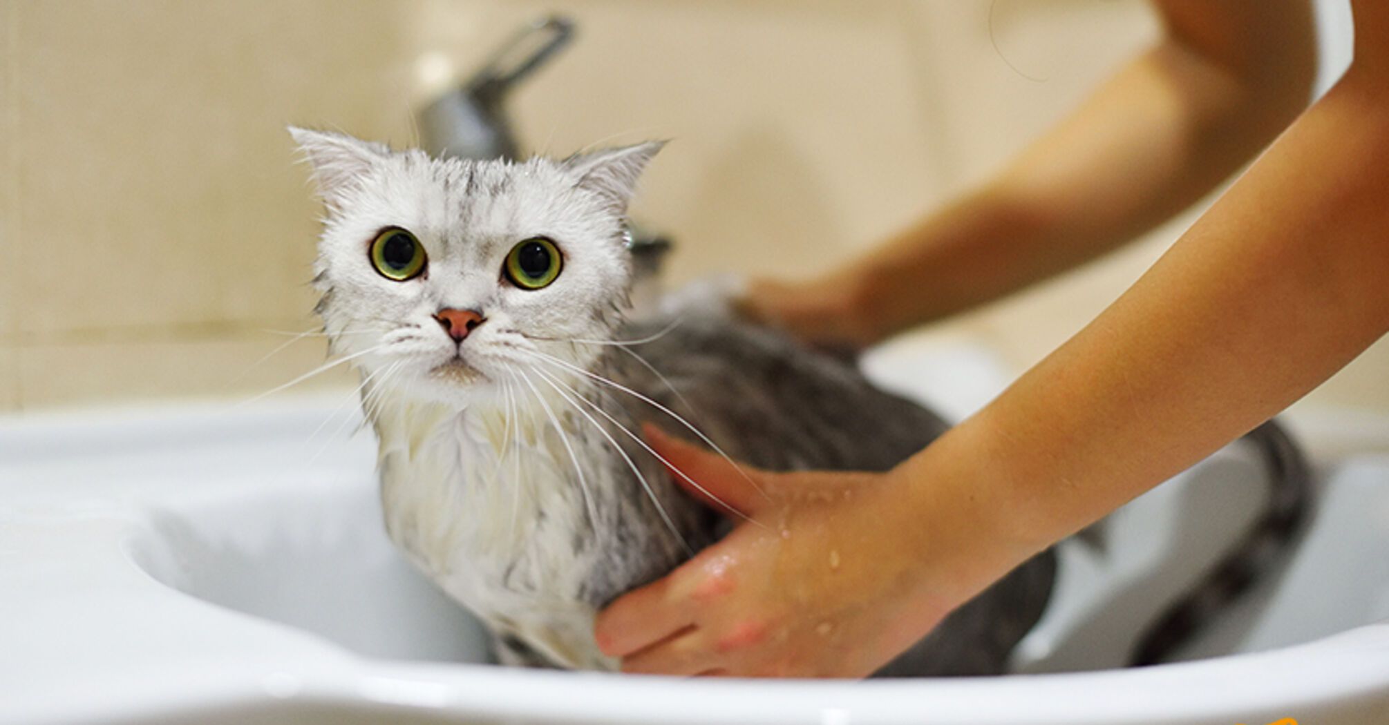 How to bathe a cat who is afraid of water