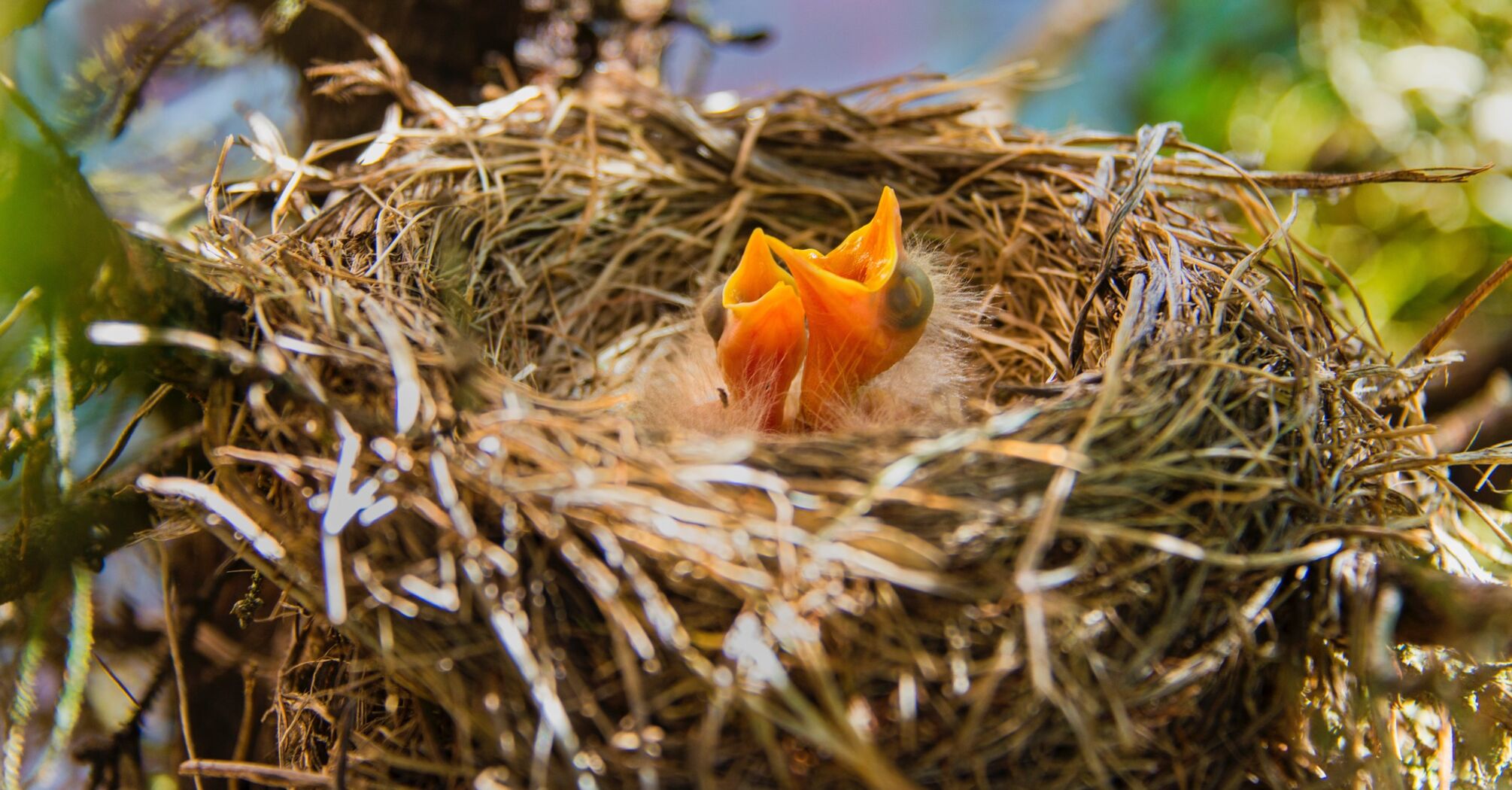 What does it mean to discover a bird's nest?