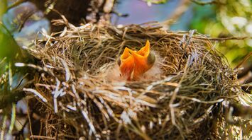 What does it mean to discover a bird's nest?