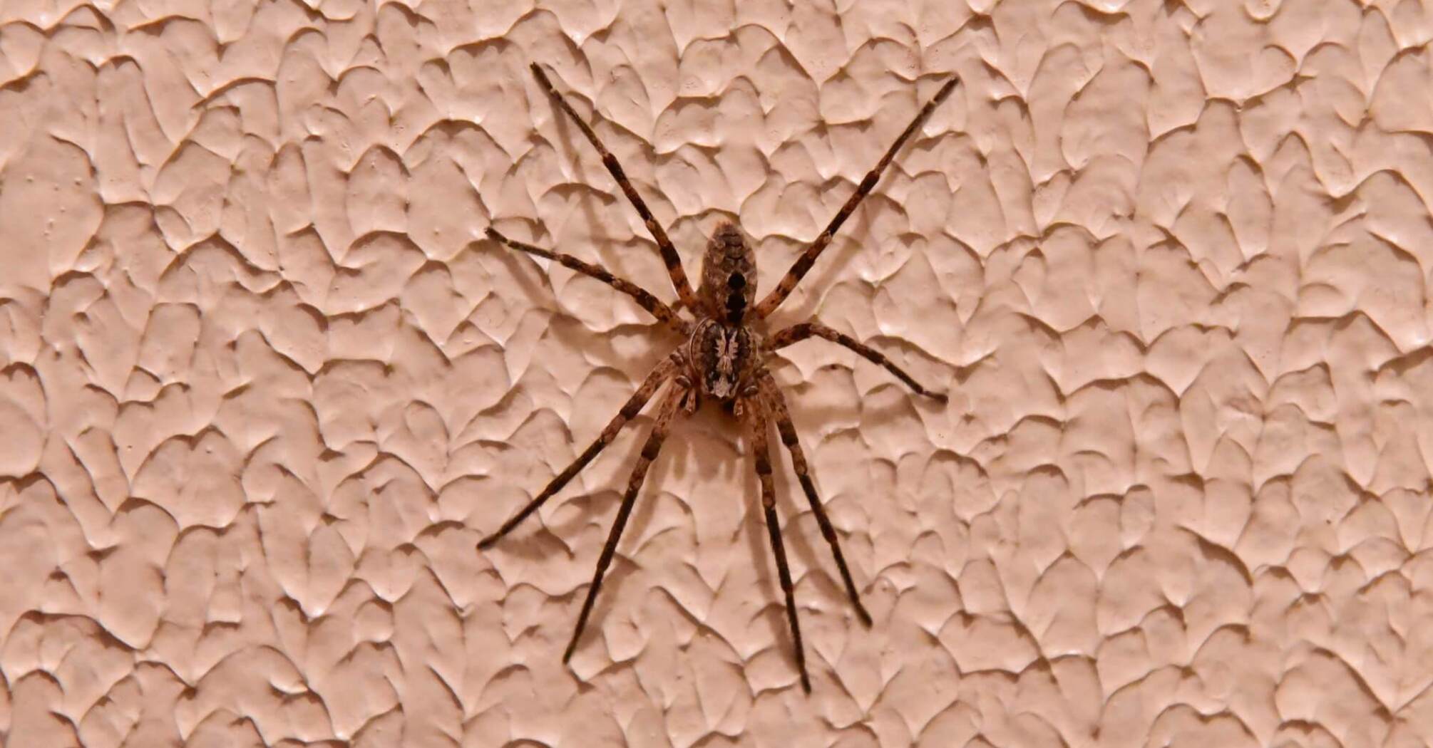 Signs of spiders in the house