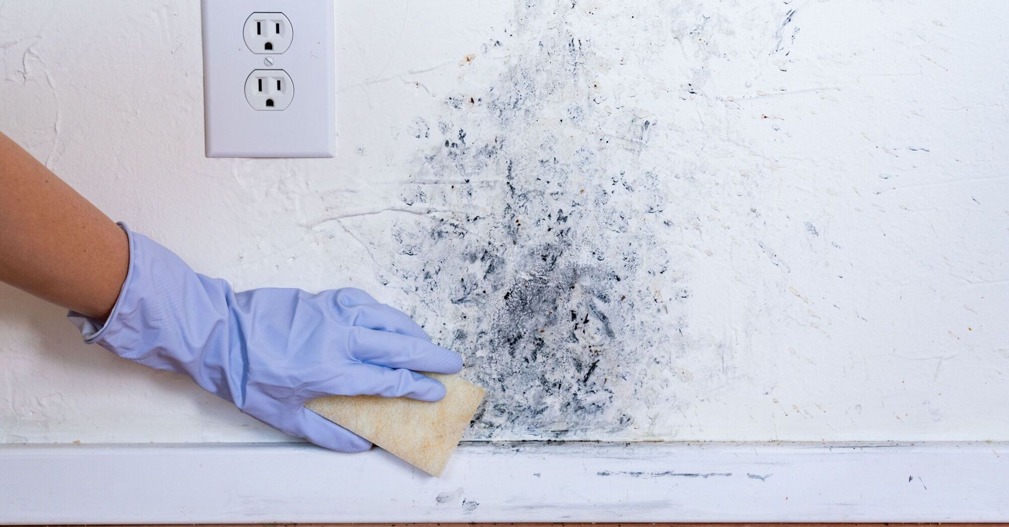 How to get rid of fungus on walls