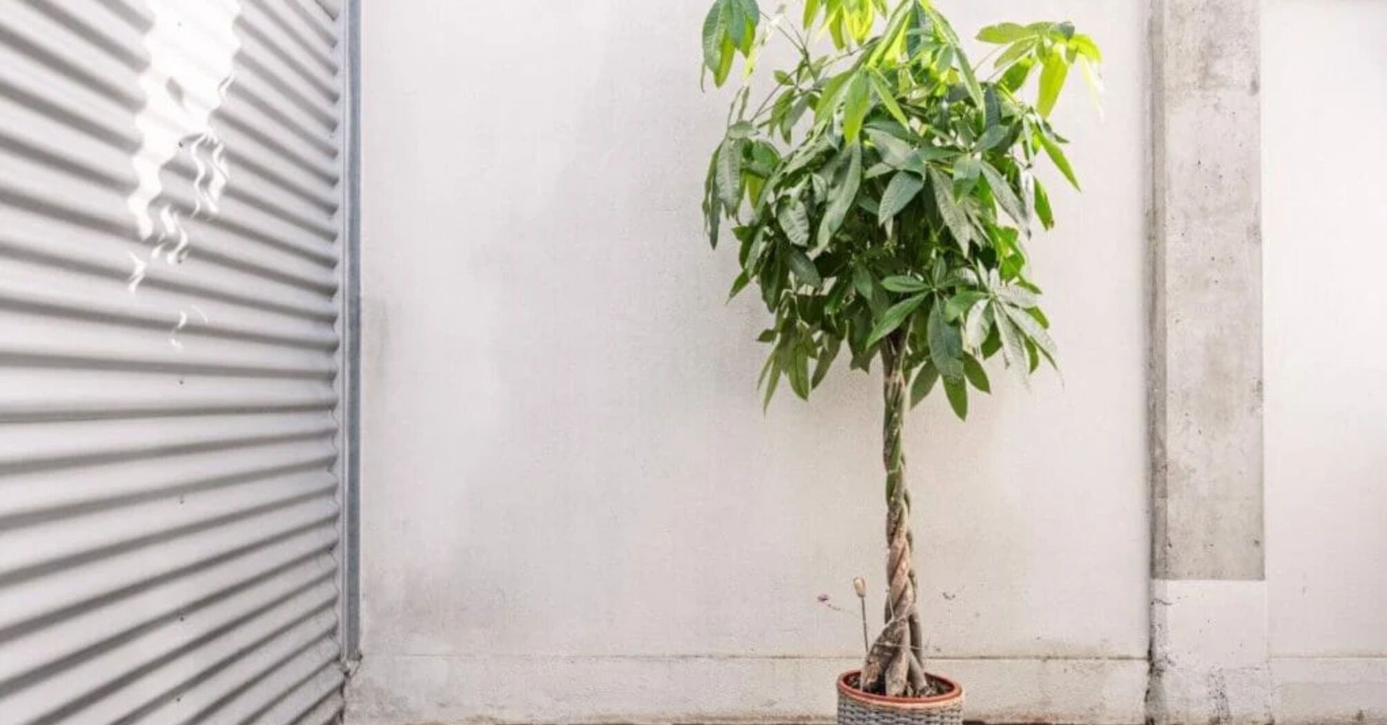 The best place to put a money tree