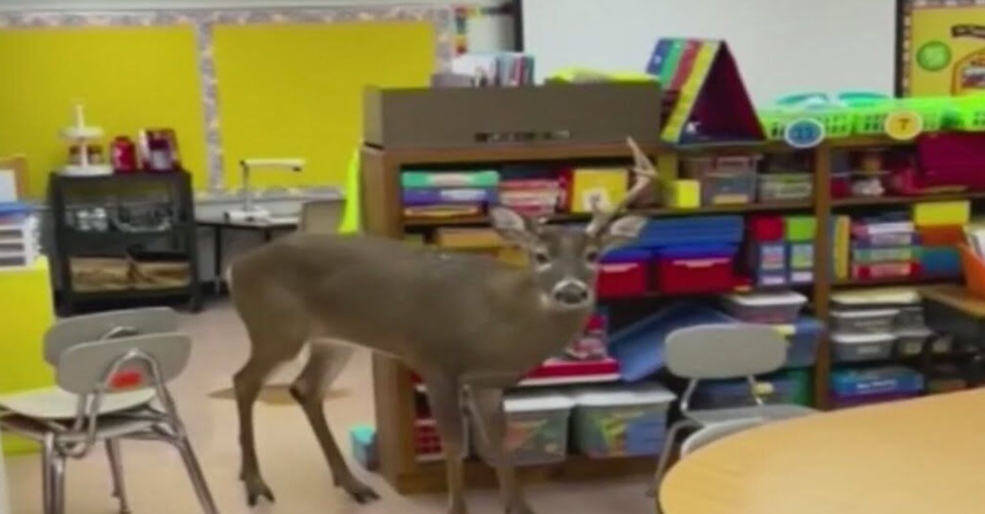 A deer caused a stir in a school