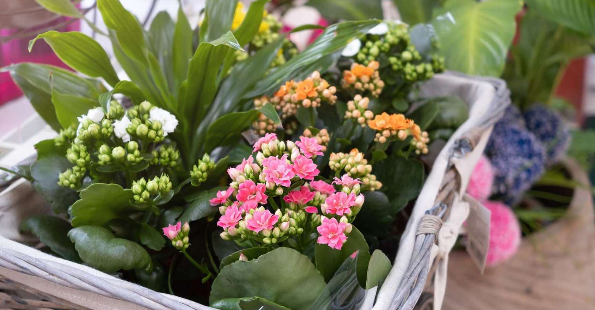 How to stimulate Kalanchoe flowering