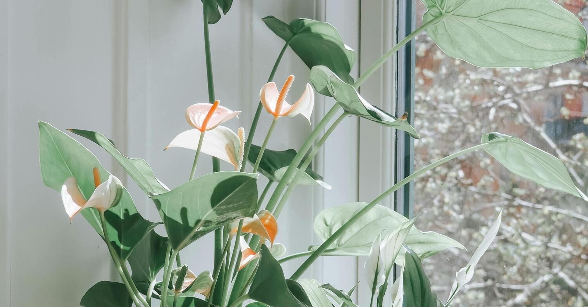 How to fertilize spathiphyllum, also called peace lily