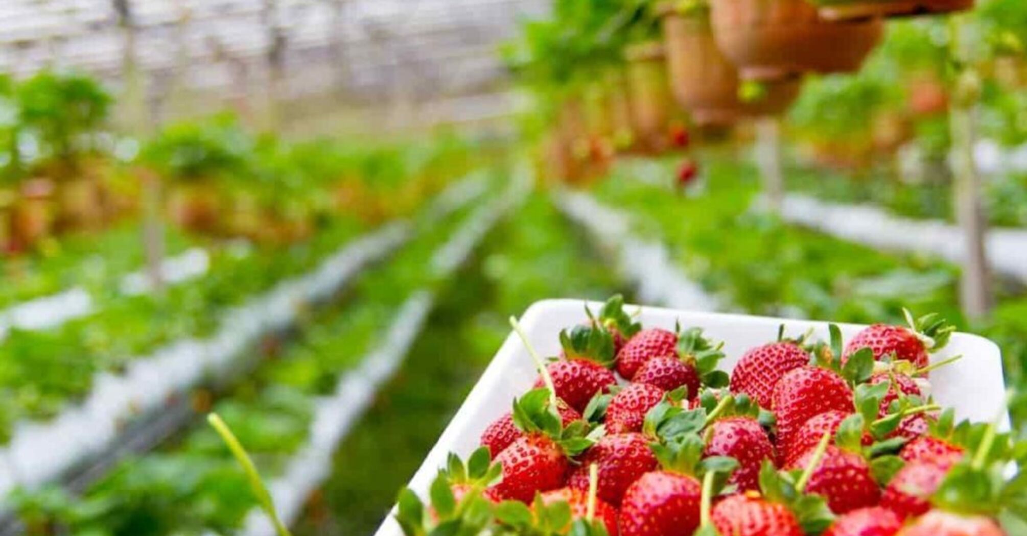 This method will increase strawberry yields by 5 times